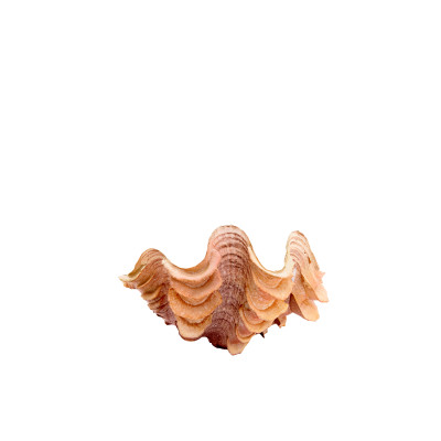 Ornament 20x12,5x7,5 cm SHELL coral+cream