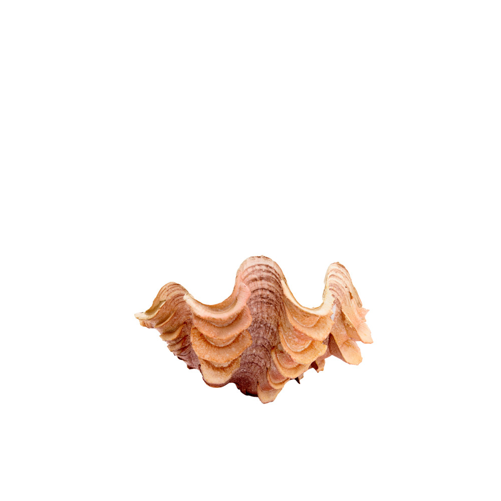 Ornament 20x12,5x7,5 cm SHELL coral+cream